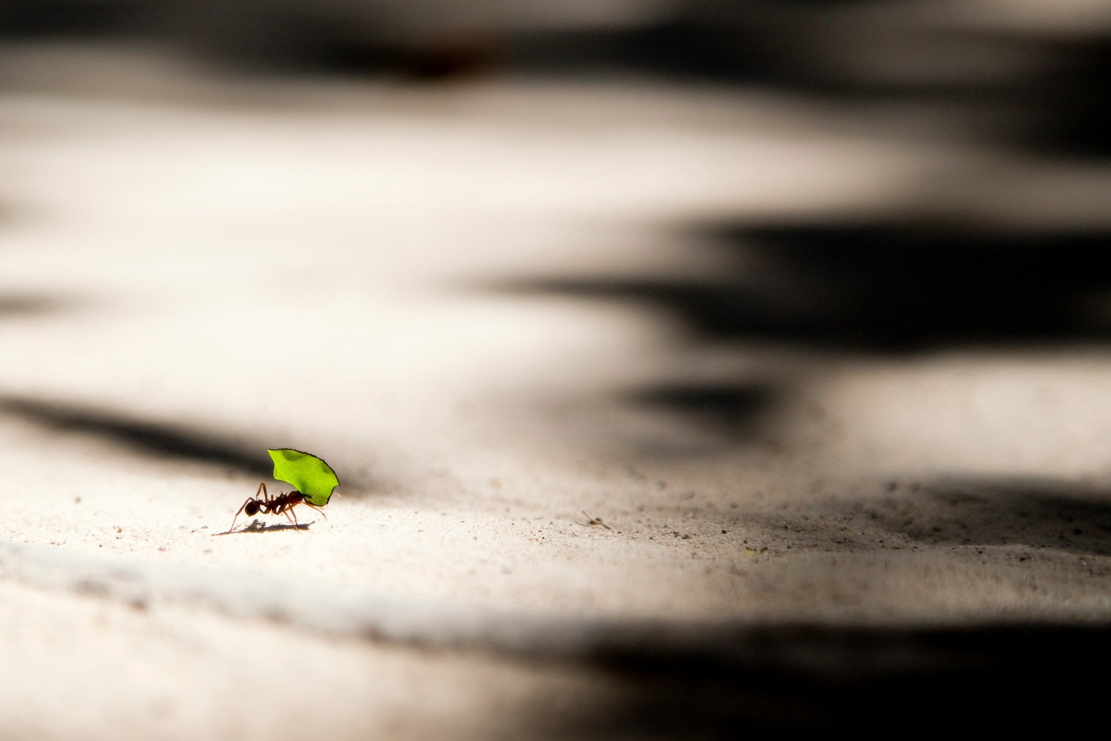 ant bite carrying leaf